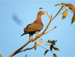 Red-billed Pigeon